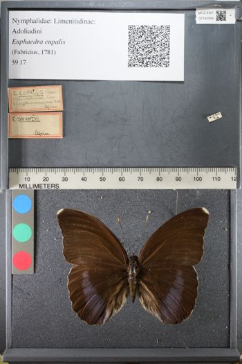 Media type: image;   Entomology 142569
